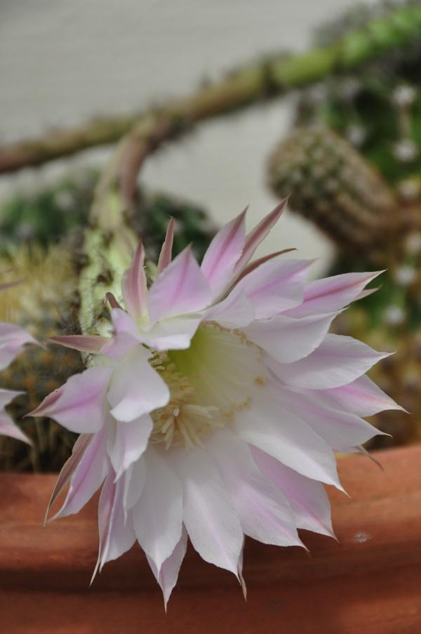 Kaktusblüte: Eine Königin der Nacht?